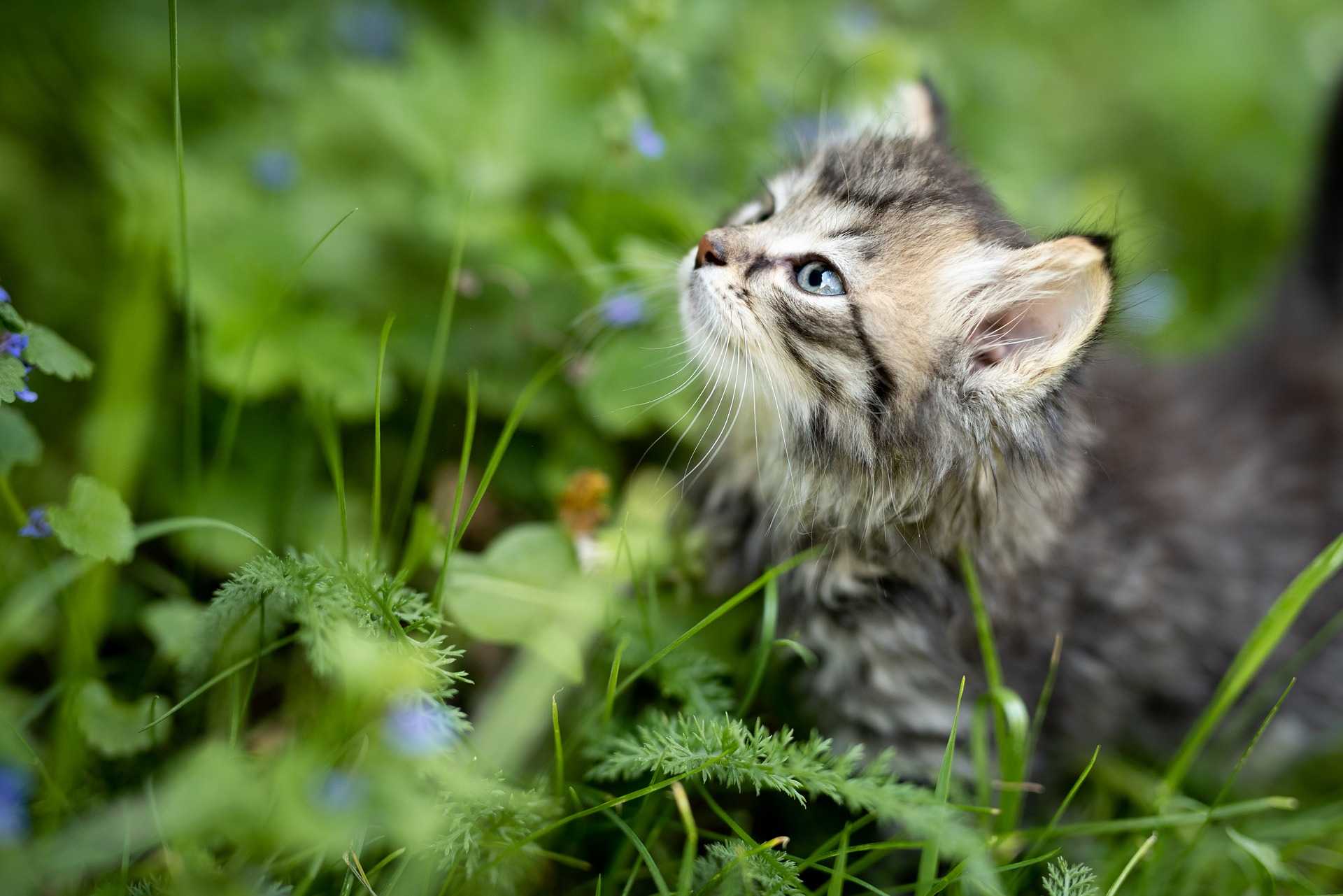 consejos-verano-gatos