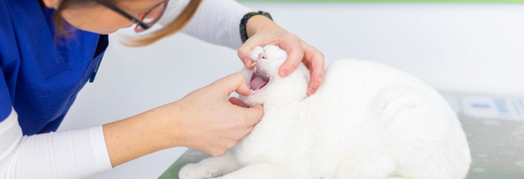 Higiene bucal gato en Giravet