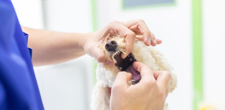 limpieza dental perro en Giravet