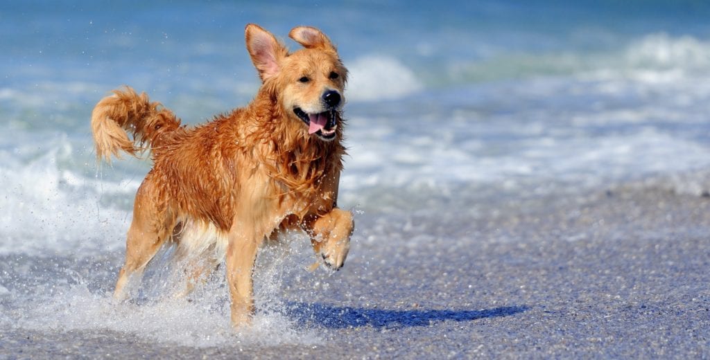 Gos corre a la platja