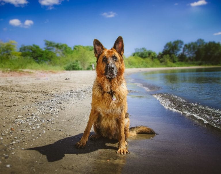 Perro vacaciones en campo y playa
