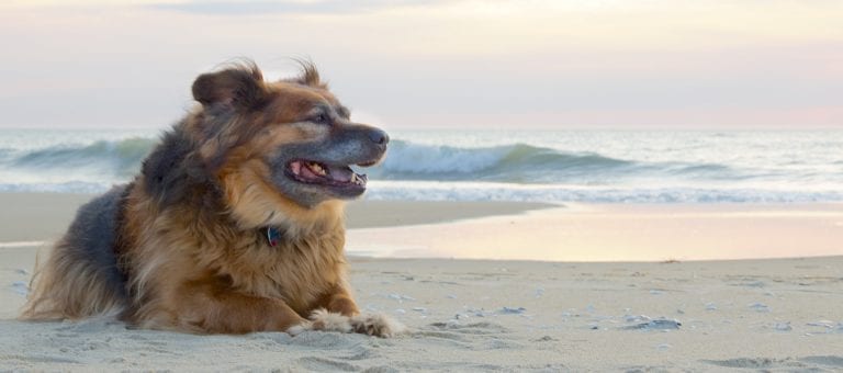 Gos estirat a la sorra de la platja