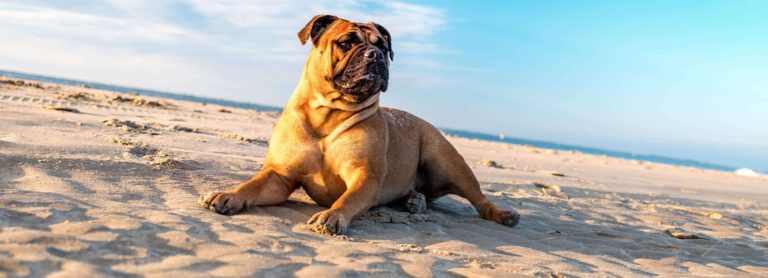 perro bulldog tumbado en la playa