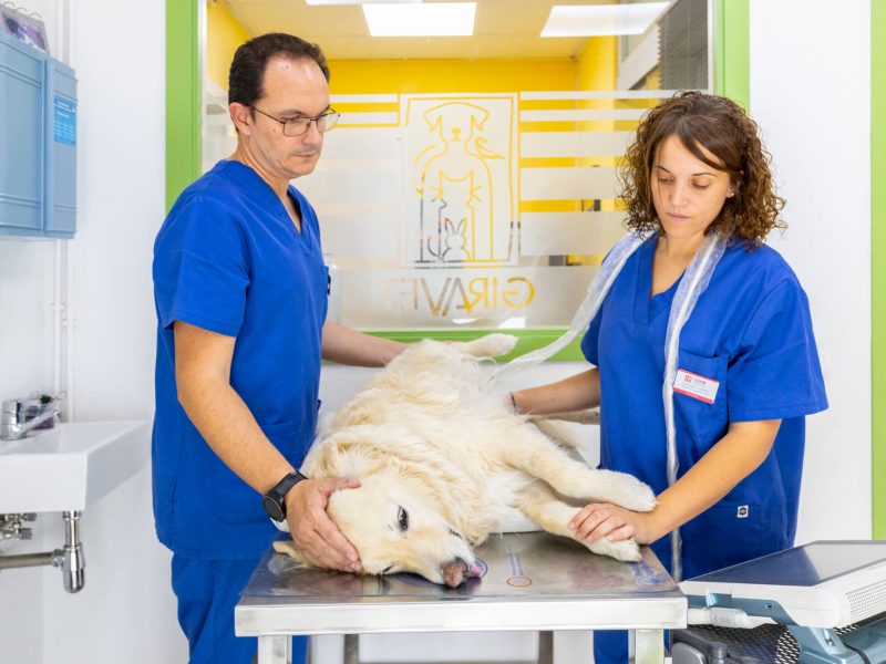 giravet-ecografia revision perro en giravet centre veterinari de vilafranca del penedès