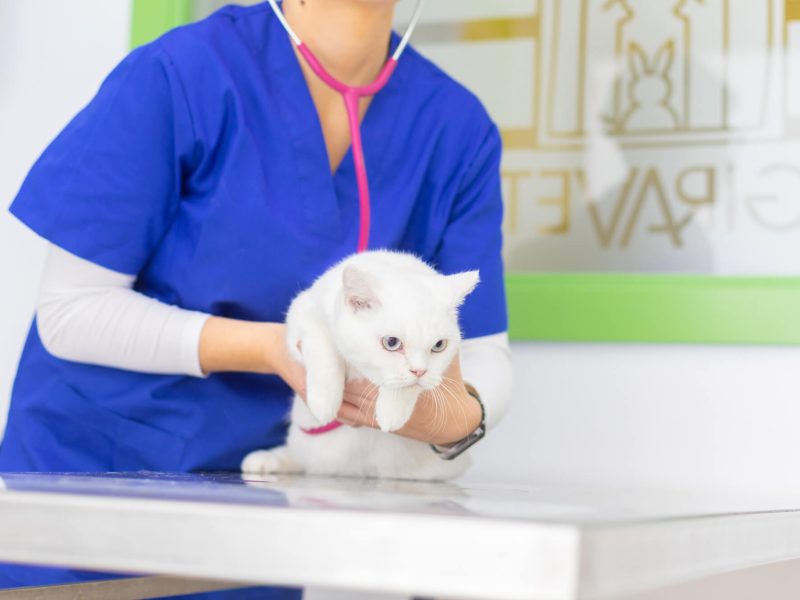 revision gato en giravet centre veterinari de vilafranca del penedès