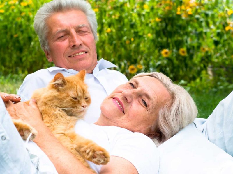 planes-de-salud-veterinarios-gatos-senior